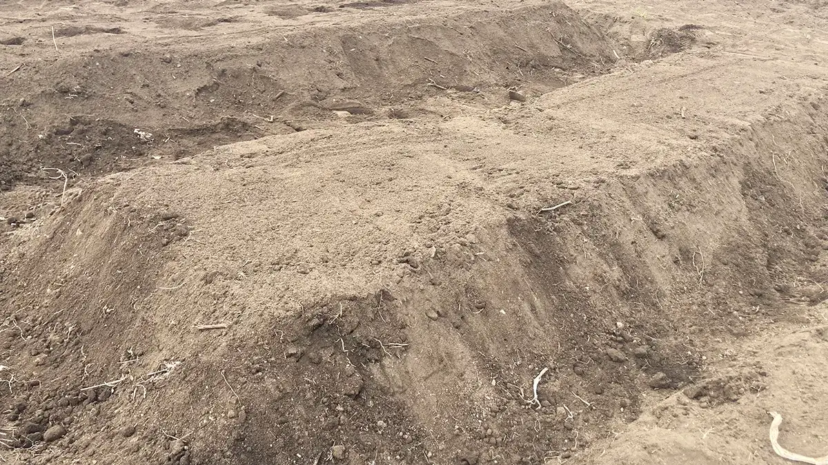 畝をつくりじゃがいもを植えました