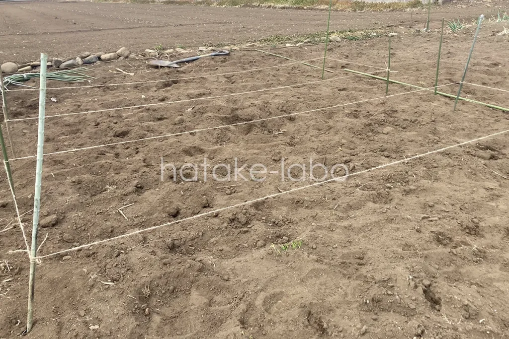 畝つくり　ポールにひもを張って畝の位置を決めます