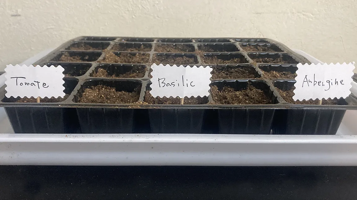 育苗始めました｜ナス・ミニトマト・バジル