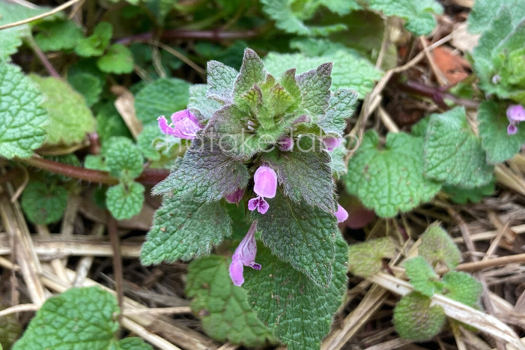 庭畑の雑草 ヒメオドリコソウ