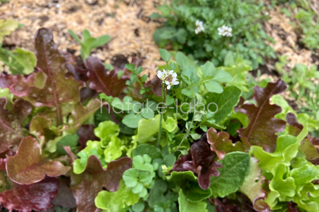 庭畑の雑草 道種ツケバナ