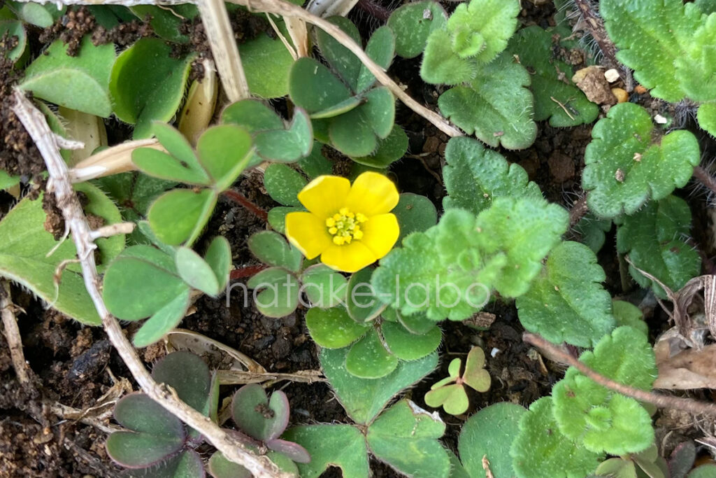 庭畑の雑草 カタバミ 