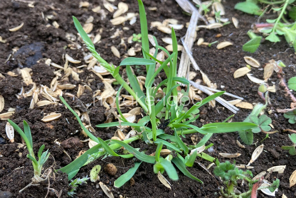 庭畑の雑草 スズメノカタビラ