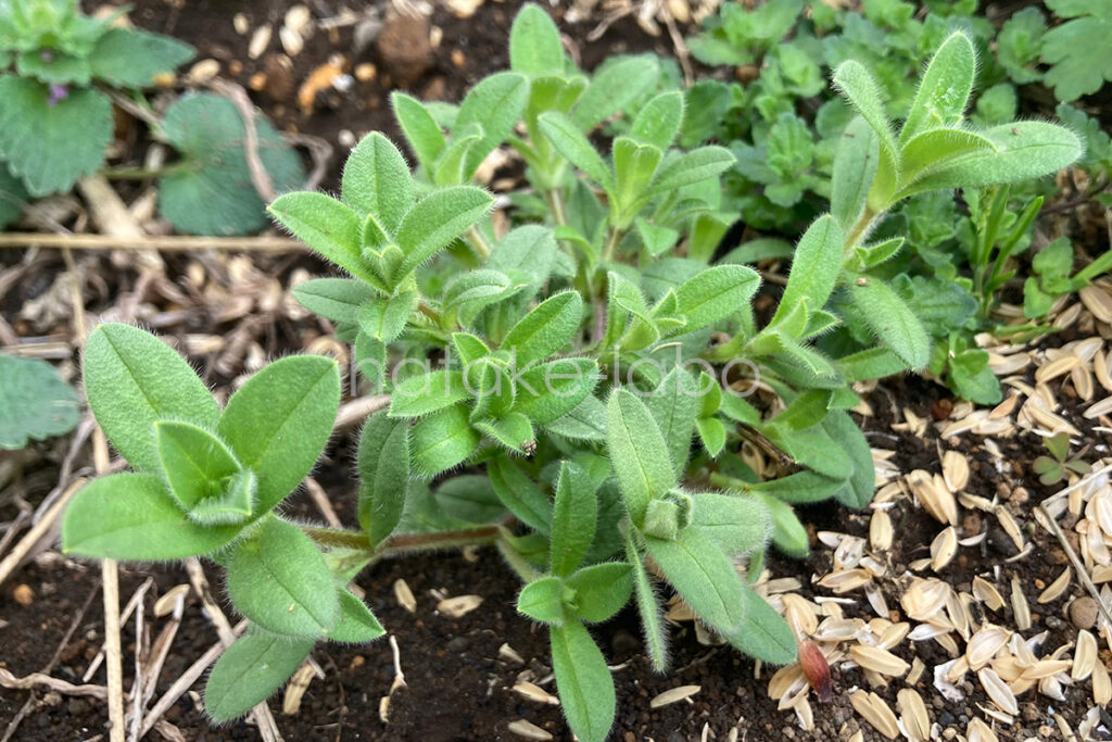 庭畑の雑草 オランダミミナグサ