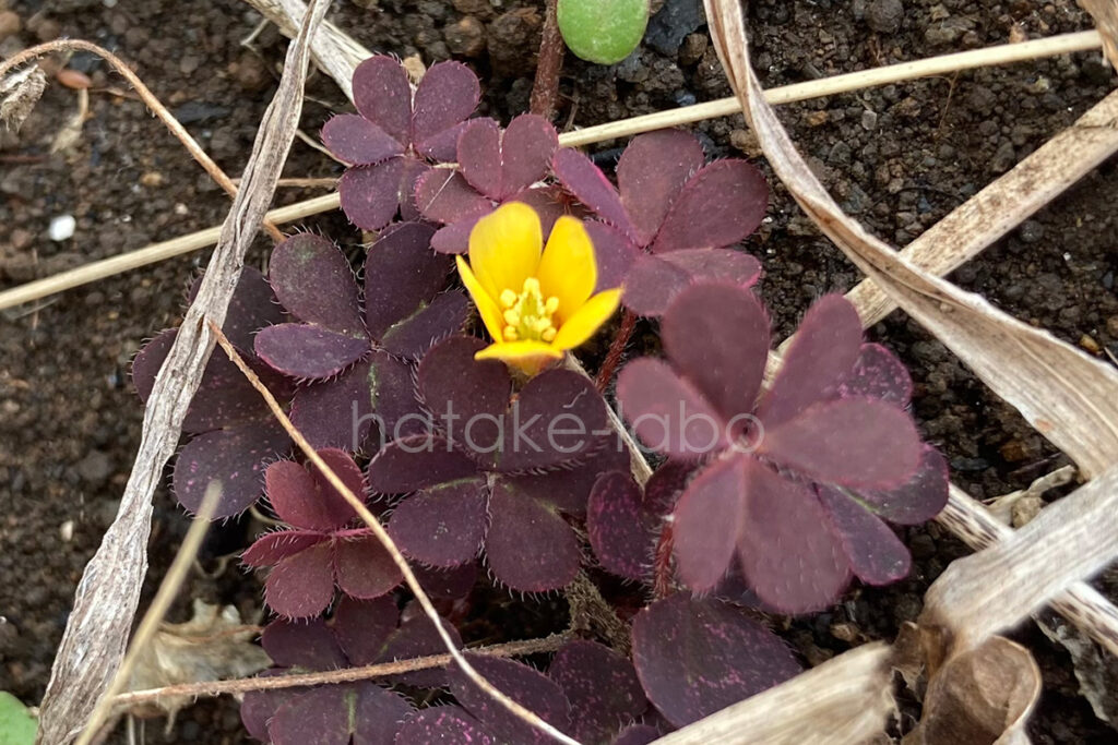 庭畑の雑草 アカカタバミ