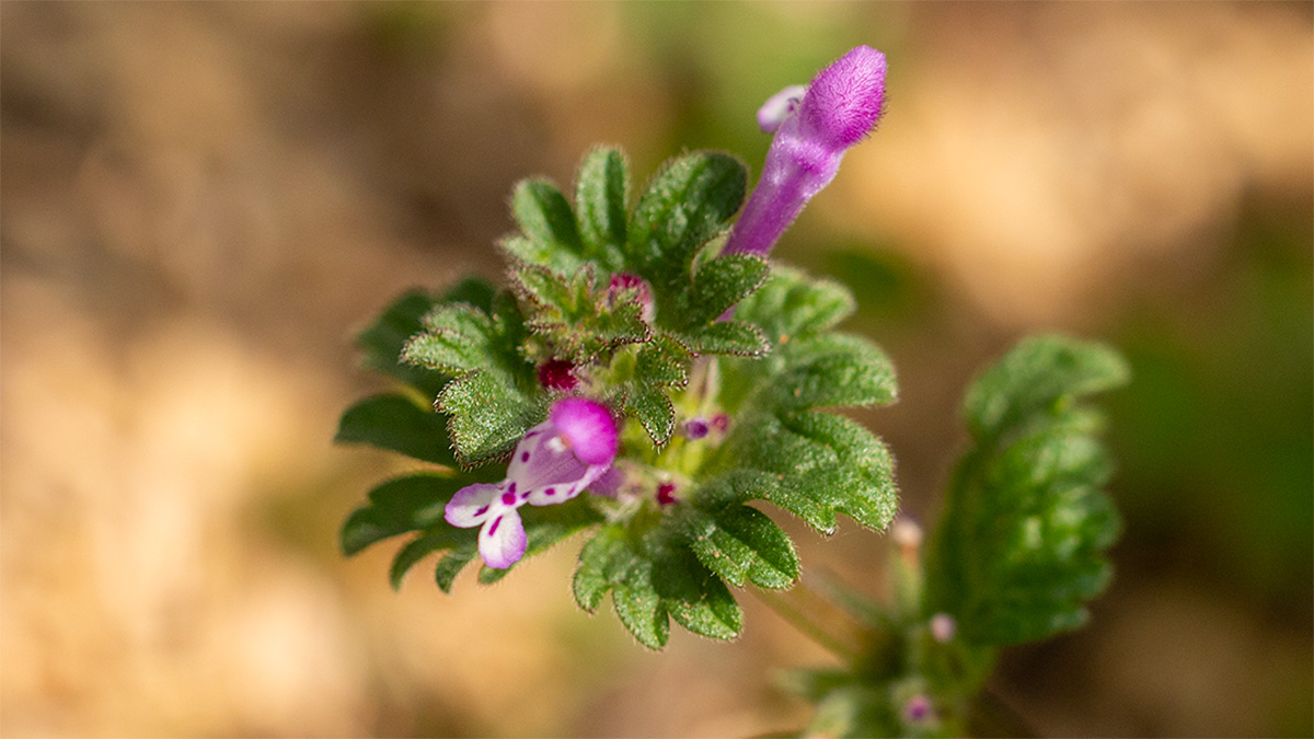 庭に生える雑草