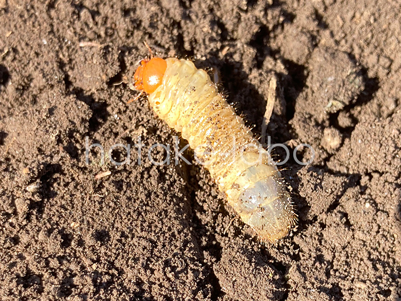 コガネムシ幼虫