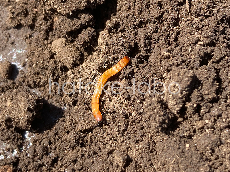 ハリガネムシ(コメツキムシ)