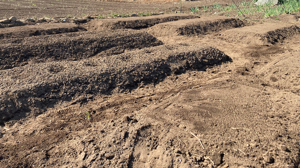 畝立てが終わった市民農園（2026.3.12）