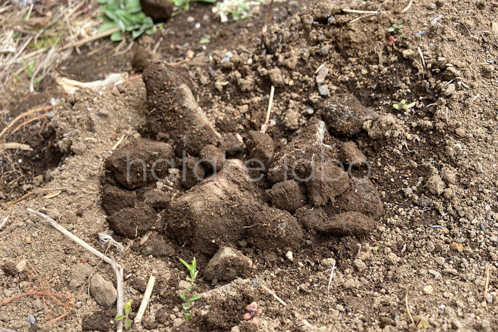 ちょっと掘っただけでゴロゴロ出土する庭石