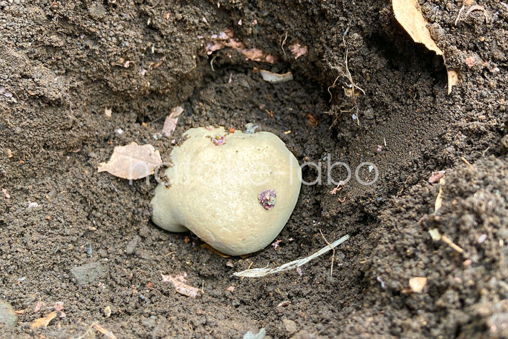 じゃがいもの種芋を庭の畑に植える