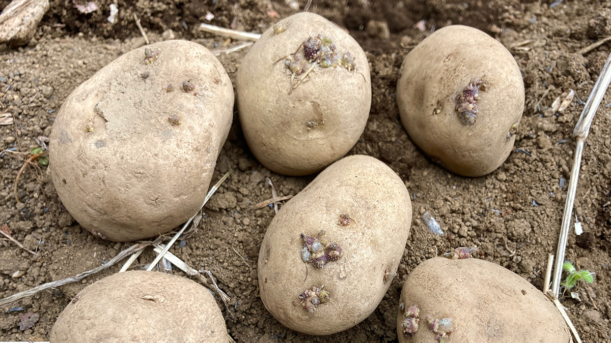 庭畑にじゃがいも植える