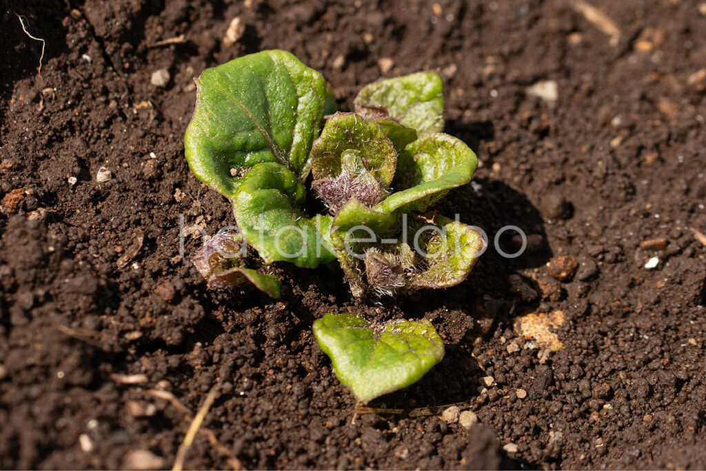 じゃがいもの種芋芽が出た