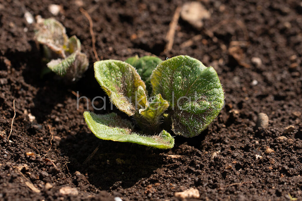 じゃがいもの種芋から芽が出た