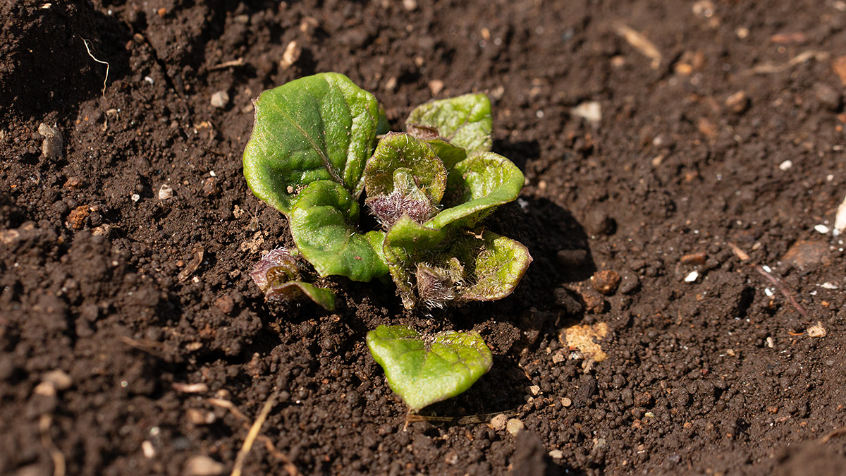 じゃがいもの種芋から芽が出た！