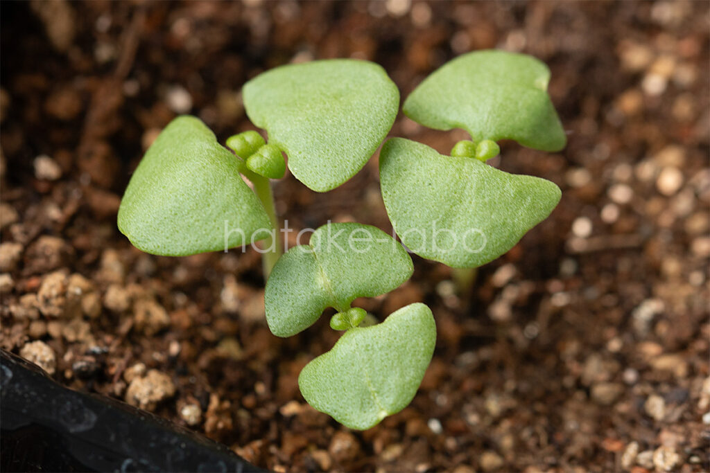 発芽したスイートバジルの苗