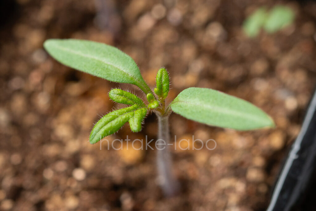 本葉が出始めたミニトマトの苗