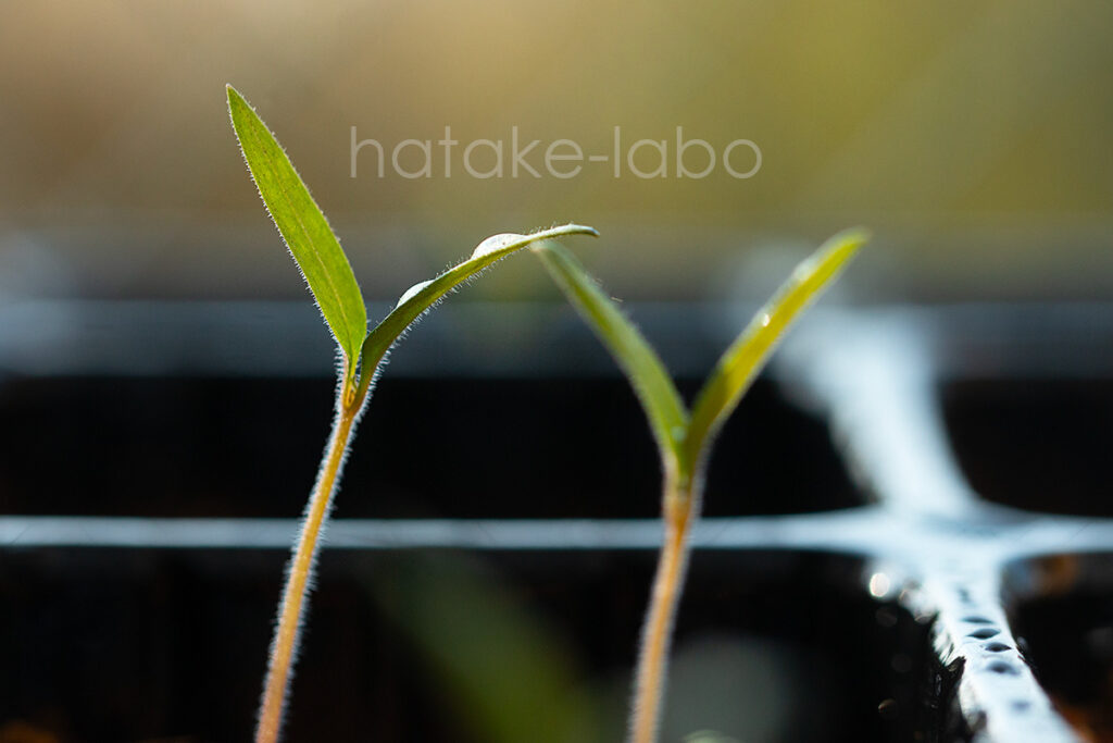 発芽したミニトマトの芽