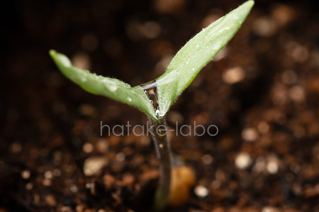 発芽したナスの苗