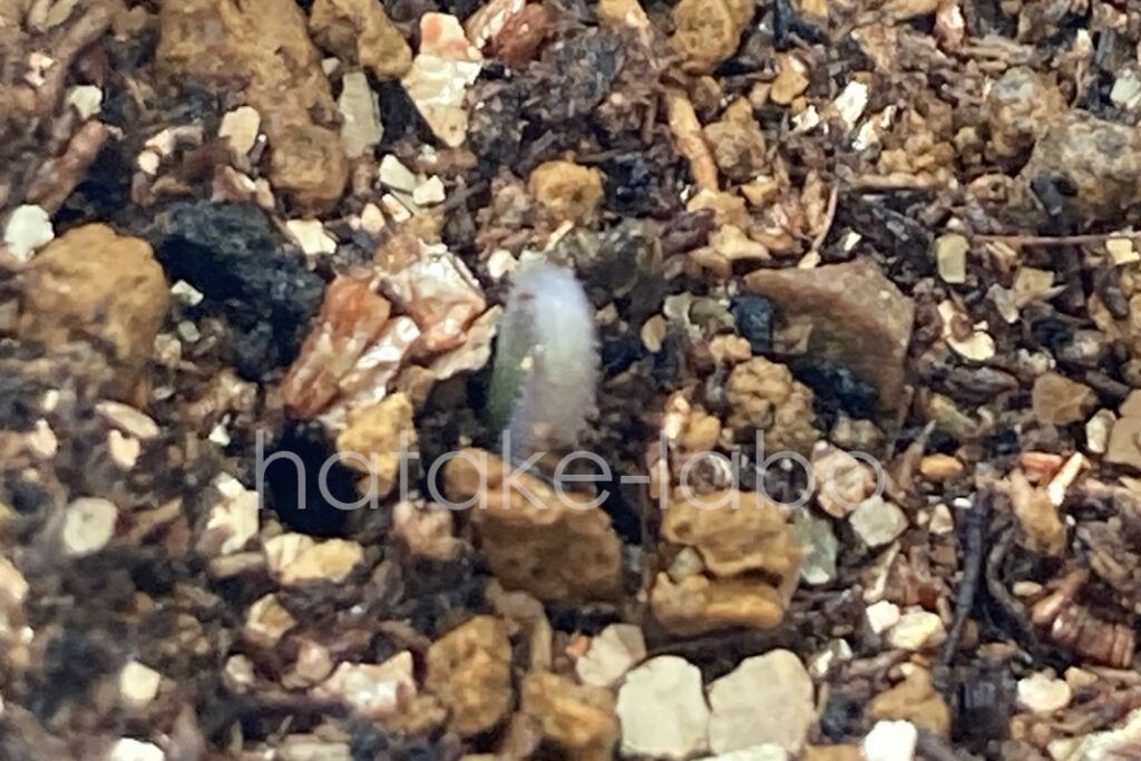 土から出始めたミニトマトの芽