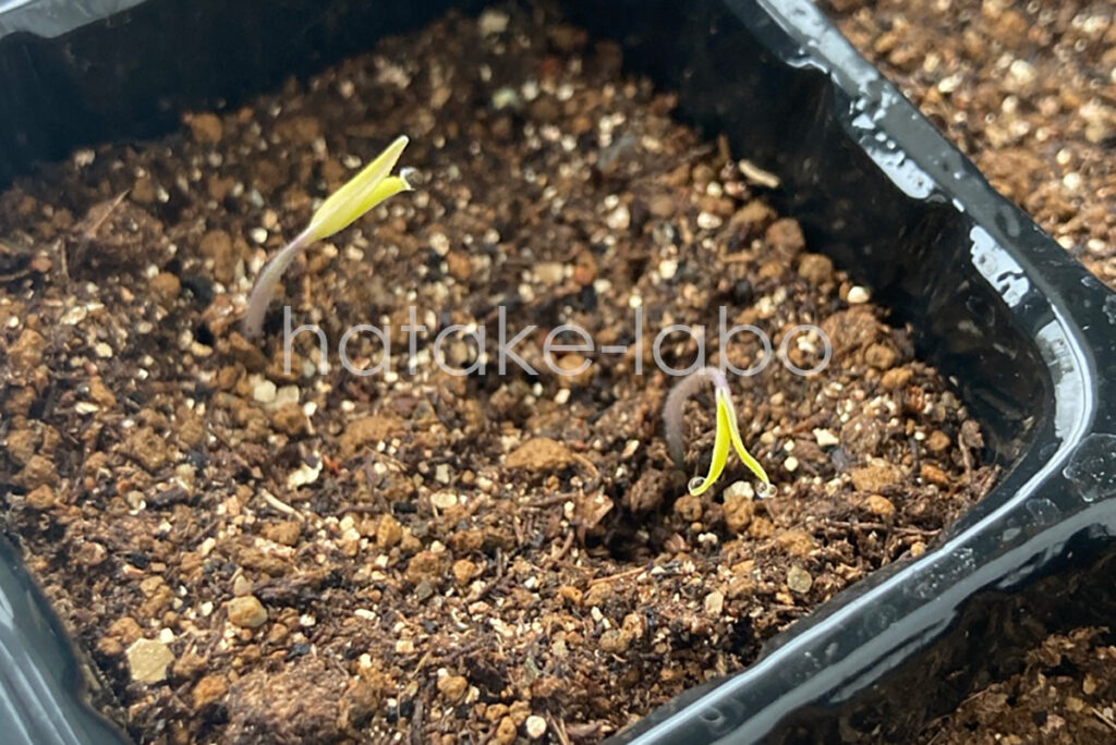 発芽したミニトマトの芽