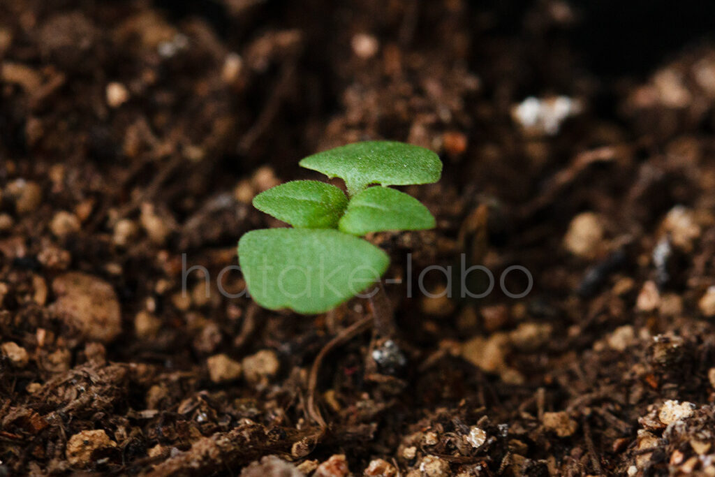 子葉が開いたホーリーバジル