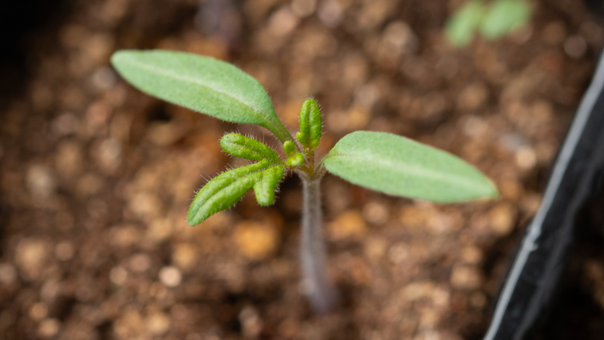 トマトの種発芽