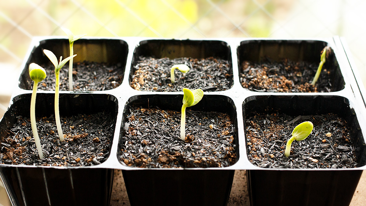 スイカが発芽