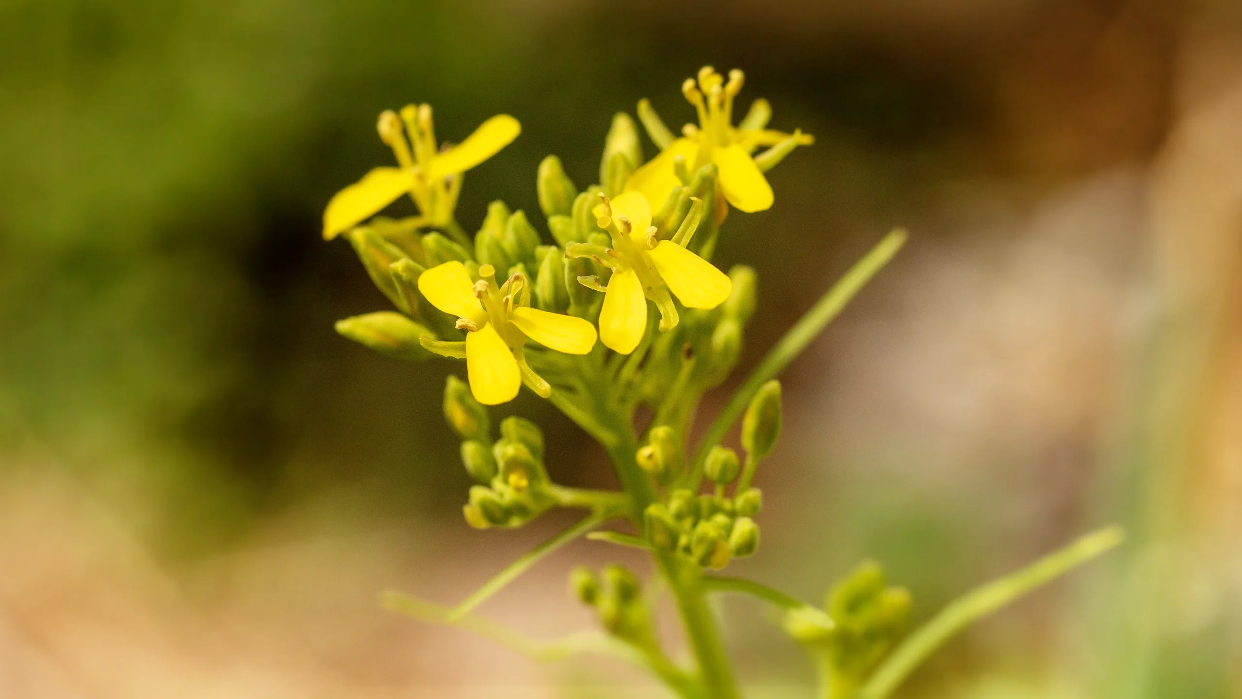 水菜の花が咲いた