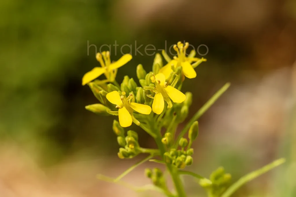 水菜の花(とう立ち)