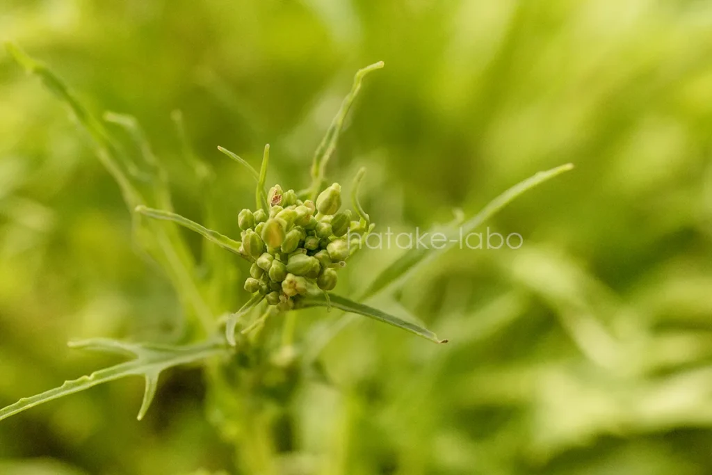 水菜のつぼみ