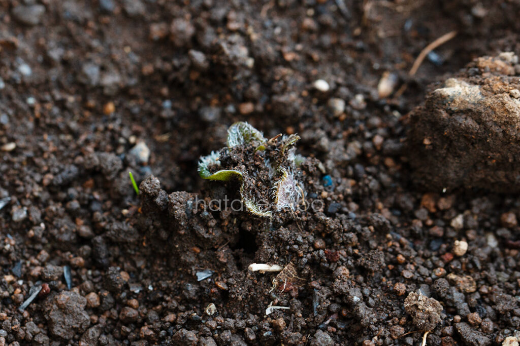 じゃがいもの種芋発芽