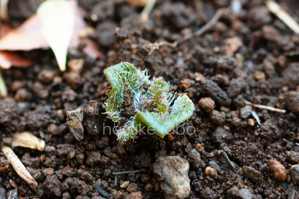 じゃがいもの種芋発芽