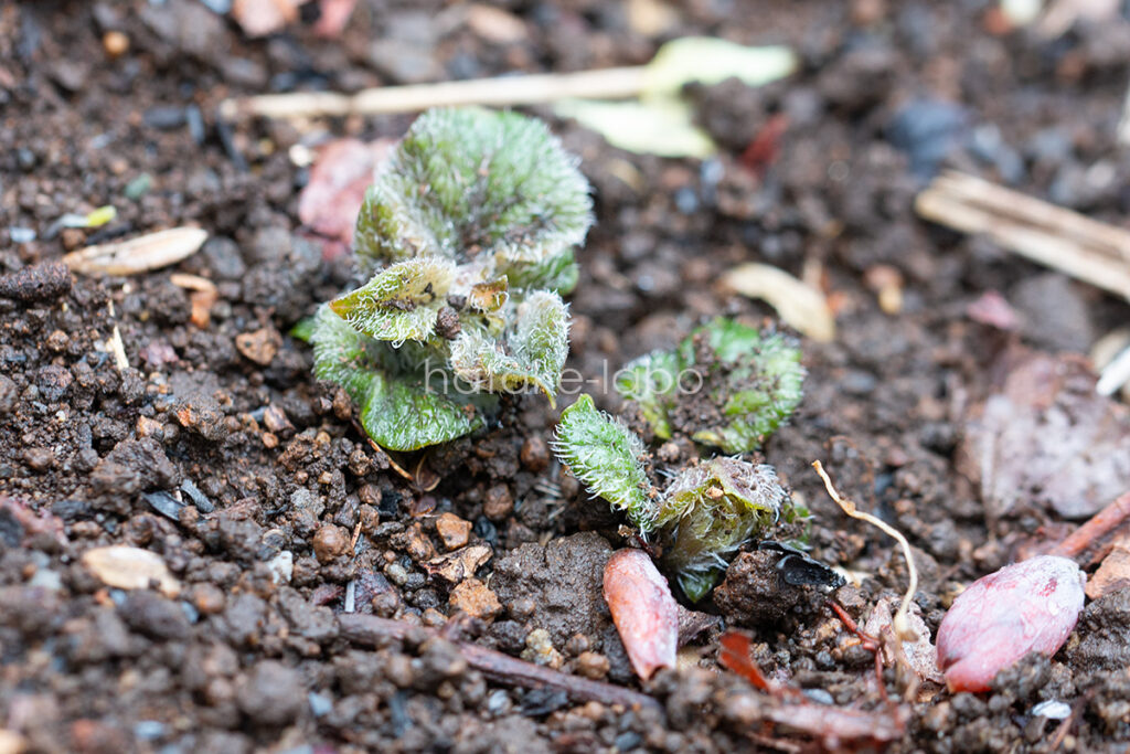 じゃがいもの種芋発芽