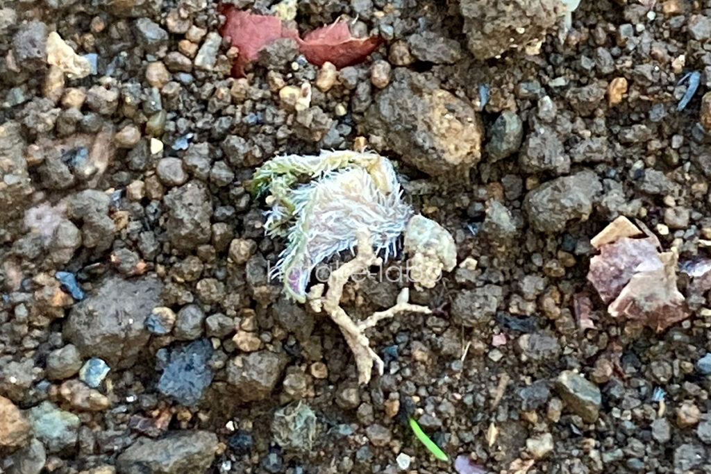 じゃがいもの種芋発芽