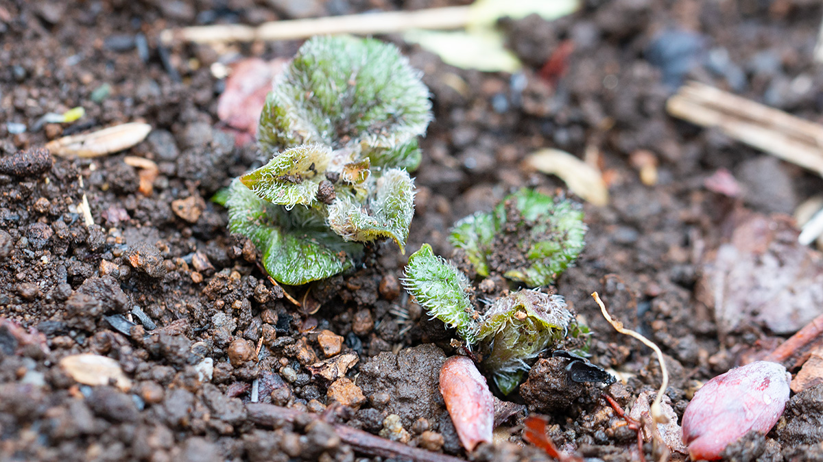 庭畑のじゃがいも発芽