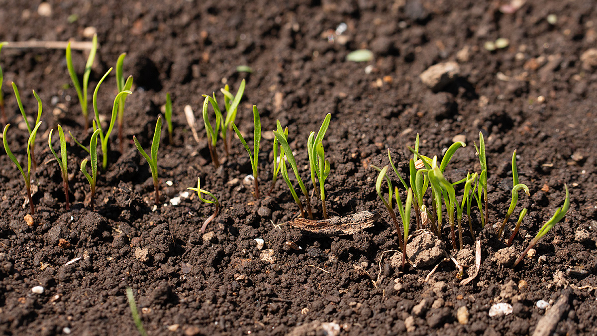 市民農園のにんじん発芽