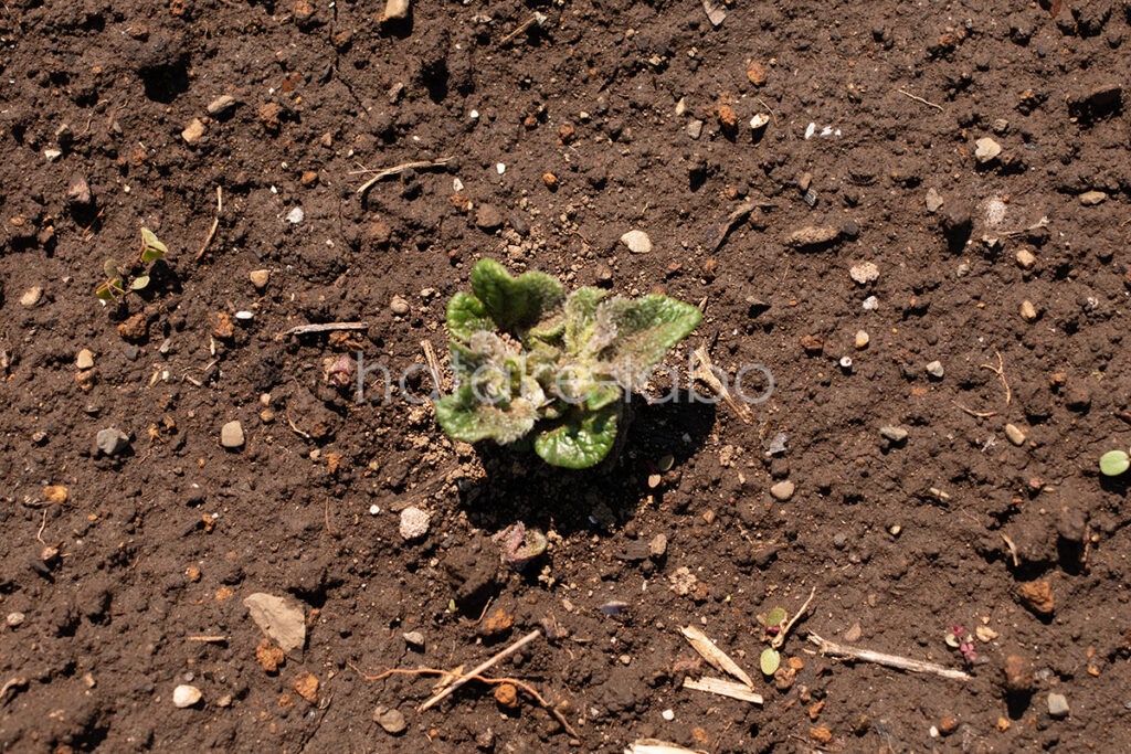 市民農園のじゃがいも14番目の発芽