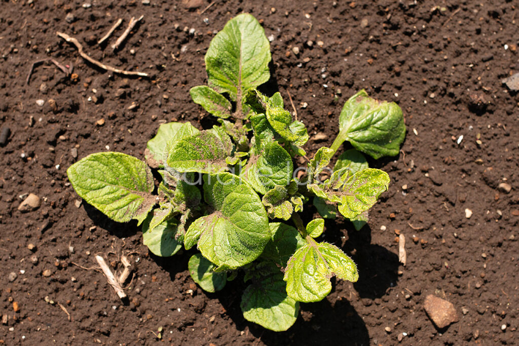 市民農園のじゃがいも