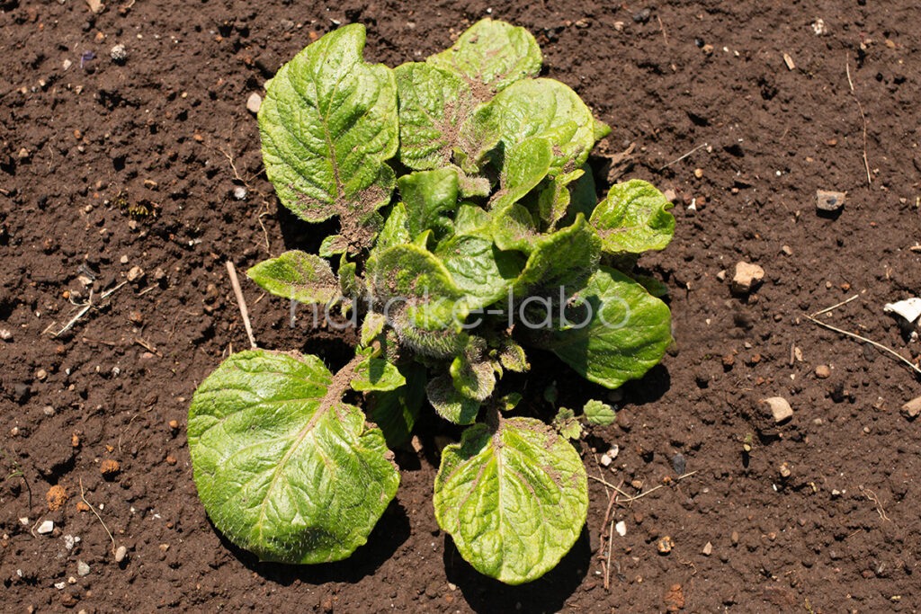 市民農園のじゃがいも