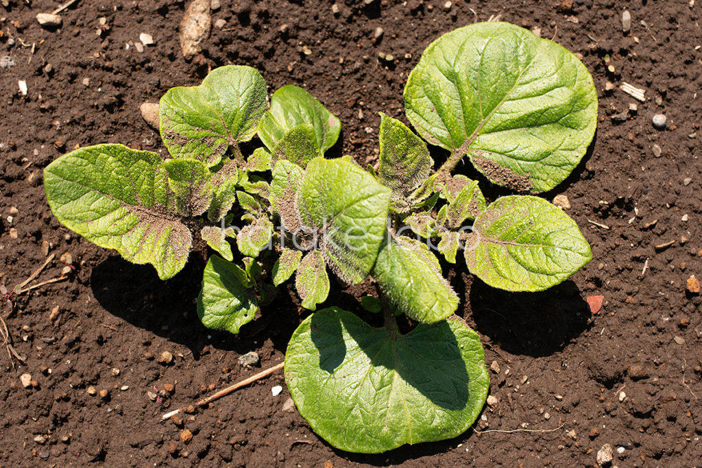 市民農園のじゃがいも