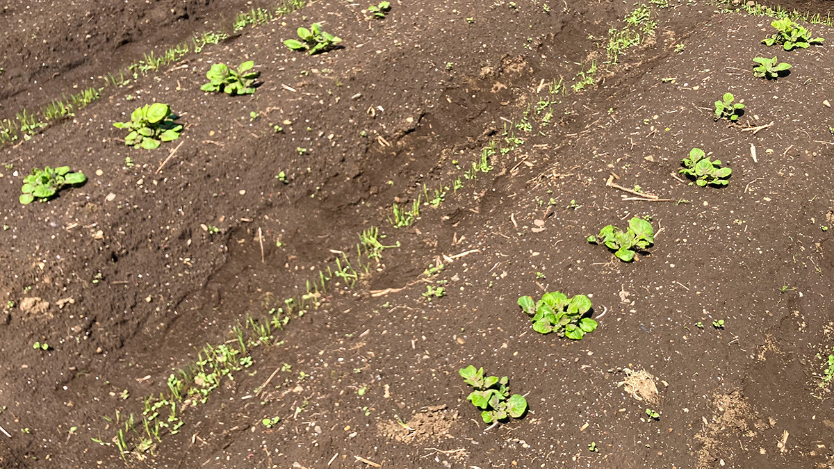 市民農園のじゃがいも生育中