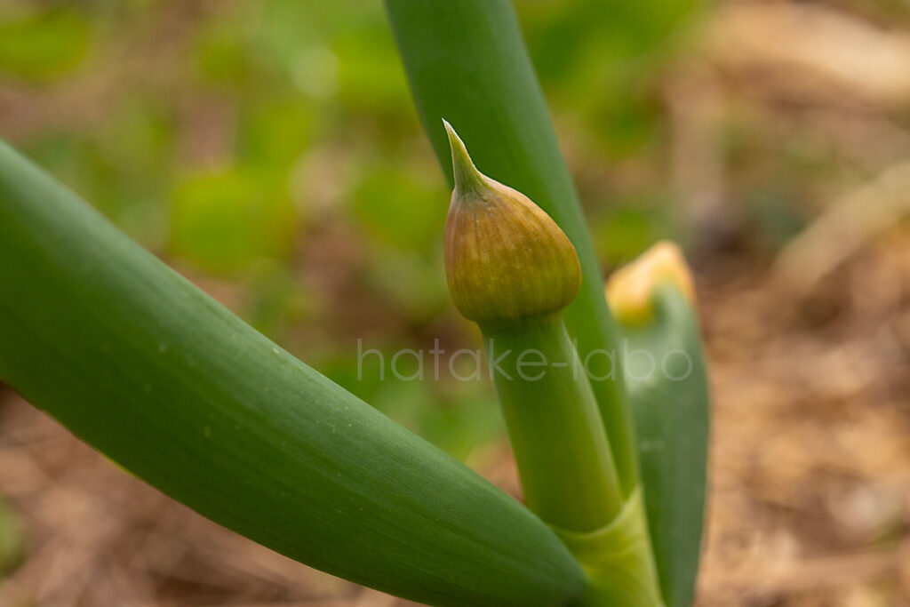 ネギ坊主ができた